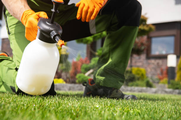 Best Flea Control Services  in Country Club Hills, MO