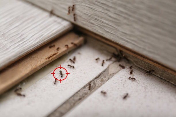 Best Cockroach Control Services  in Country Club Hills, MO