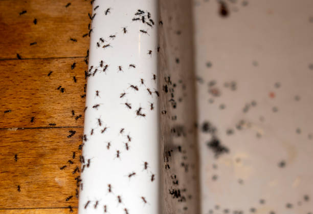 Best Affordable Pest Control Services  in Country Club Hills, MO