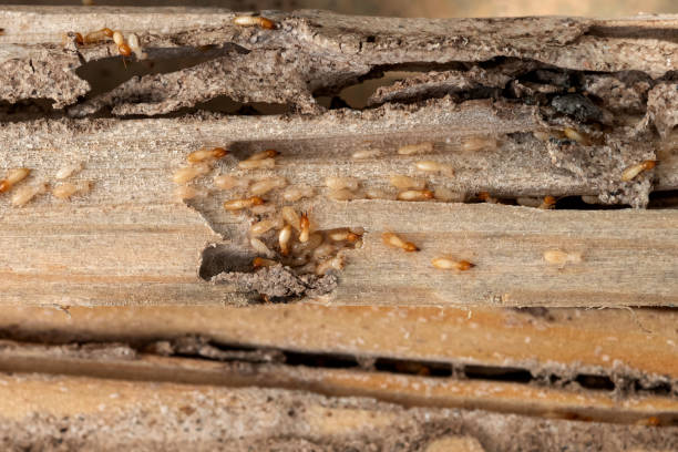 Best Wasp Removal Services  in Country Club Hills, MO